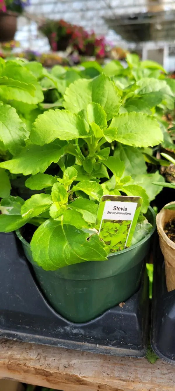 Stevia - Culinary Herbs
