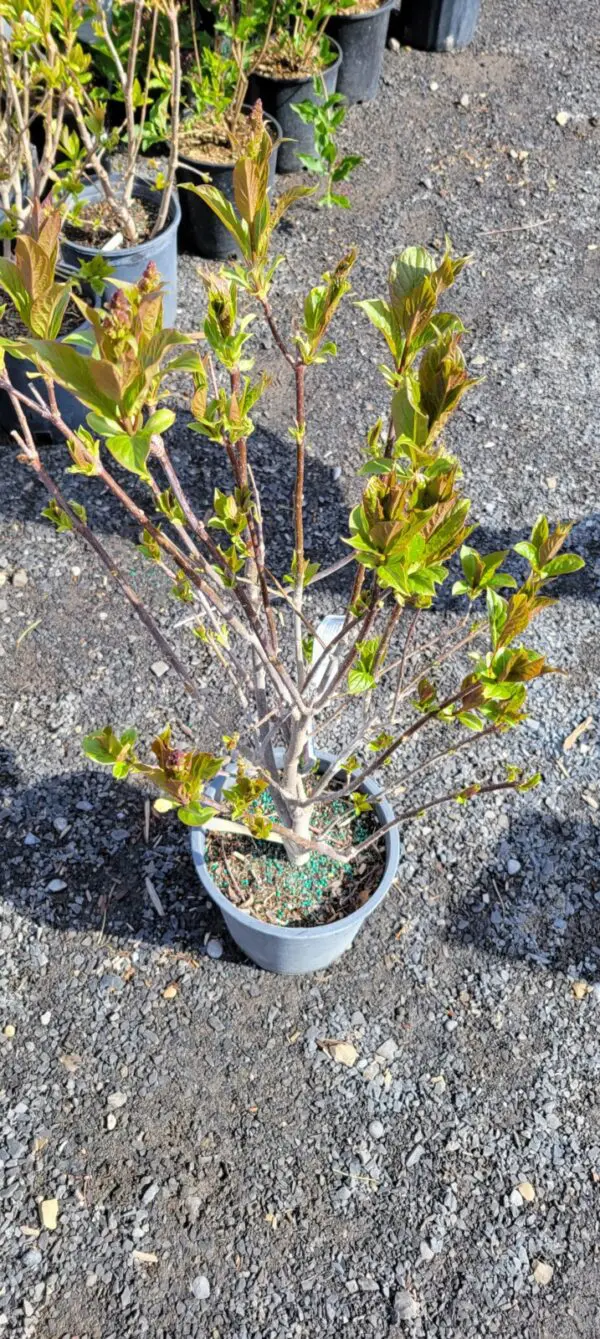 Royalty Preston Lilac - Trees & Shrubs - Image 2