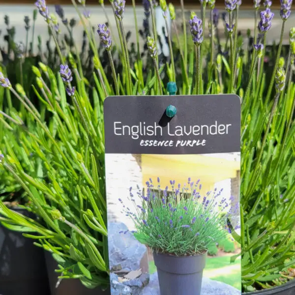 English Lavender in a self watering pot