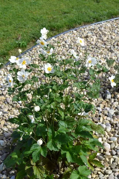 Anemone sylvestris 'Snowdrop' windflower