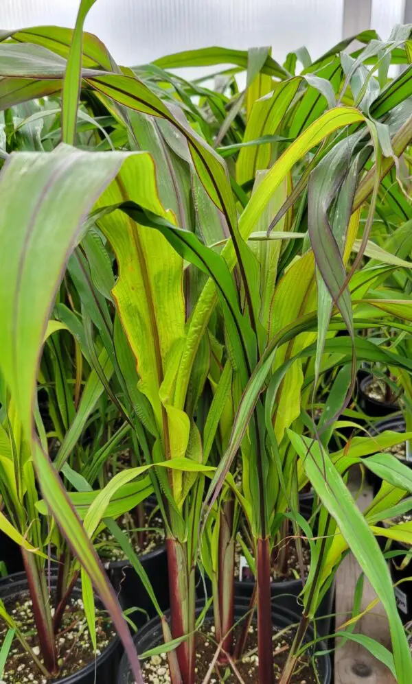 Ornamental Millet
