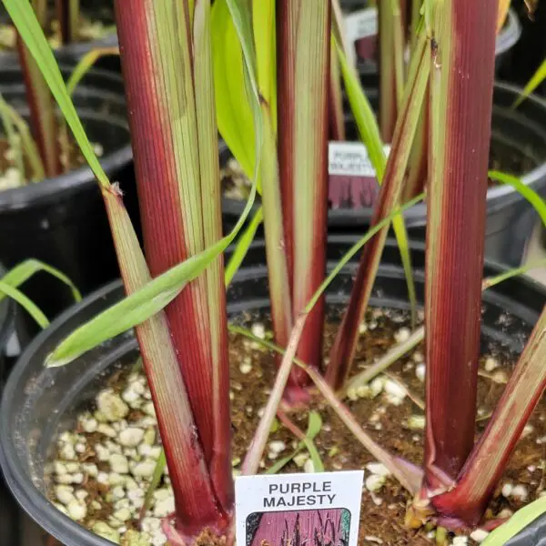 Ornamental Millet - Image 2