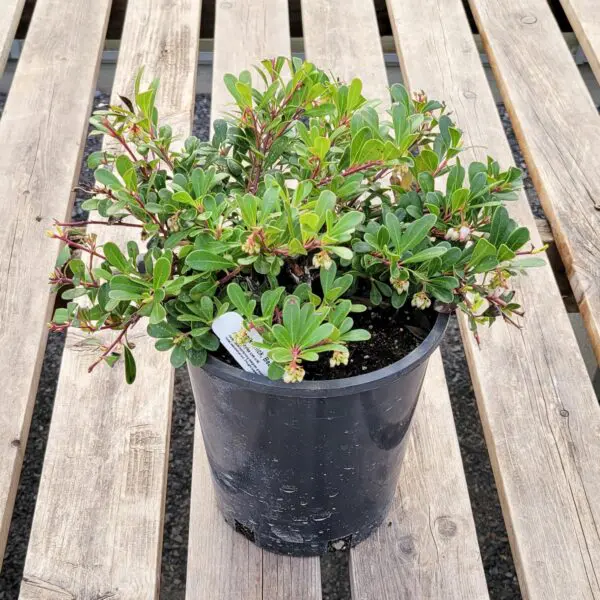 Kinnikinnick Bearberry - Trees & Shrubs