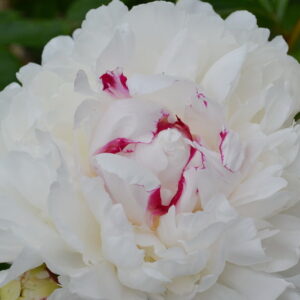 Paeonia lactiflora ‘Festiva Maxima’ Peony