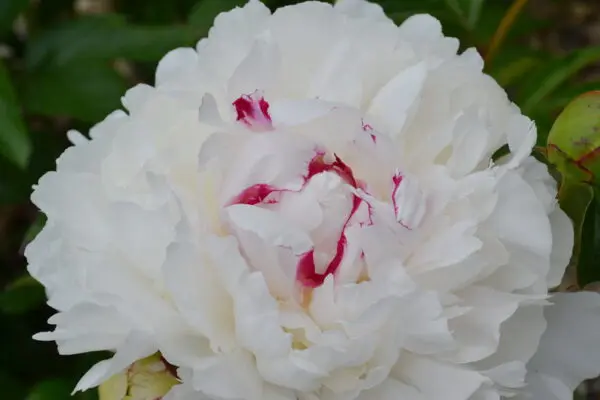Paeonia lactiflora 'Festiva Maxima' Peony