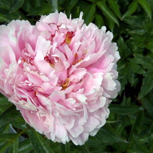 Paeonia lactiflora 'Sarah Bernhardt' Peony