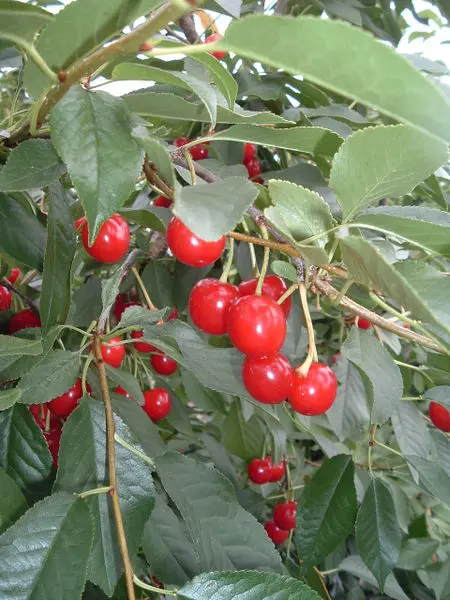 Evans Sour Cherry  - Trees & Shrubs - Image 3
