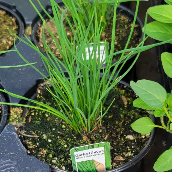 Garlic Chives - Culinary Herbs