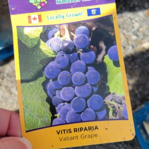 Valiant Grape – Vitis riparia