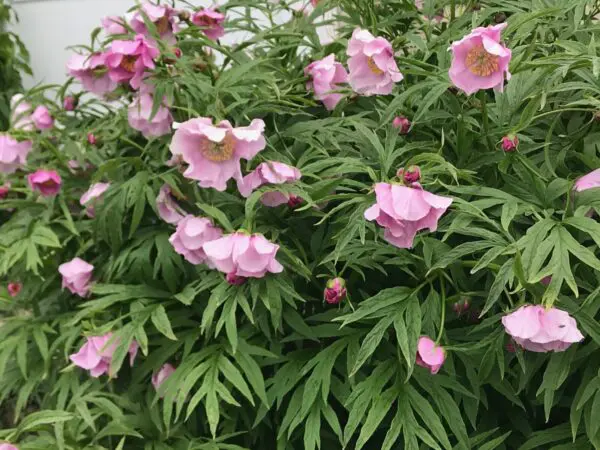 Paeonia anomala subsp. veitchii 'Veitch's Peony'