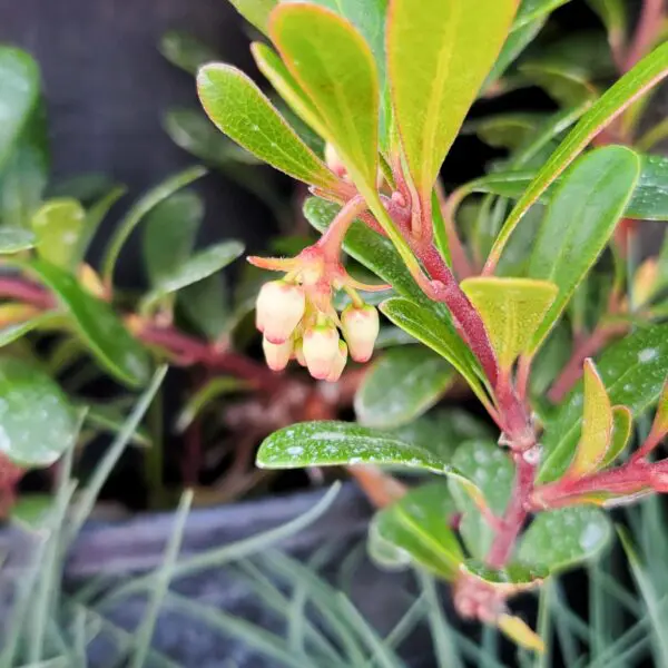 Kinnikinnick Bearberry - Trees & Shrubs - Image 2