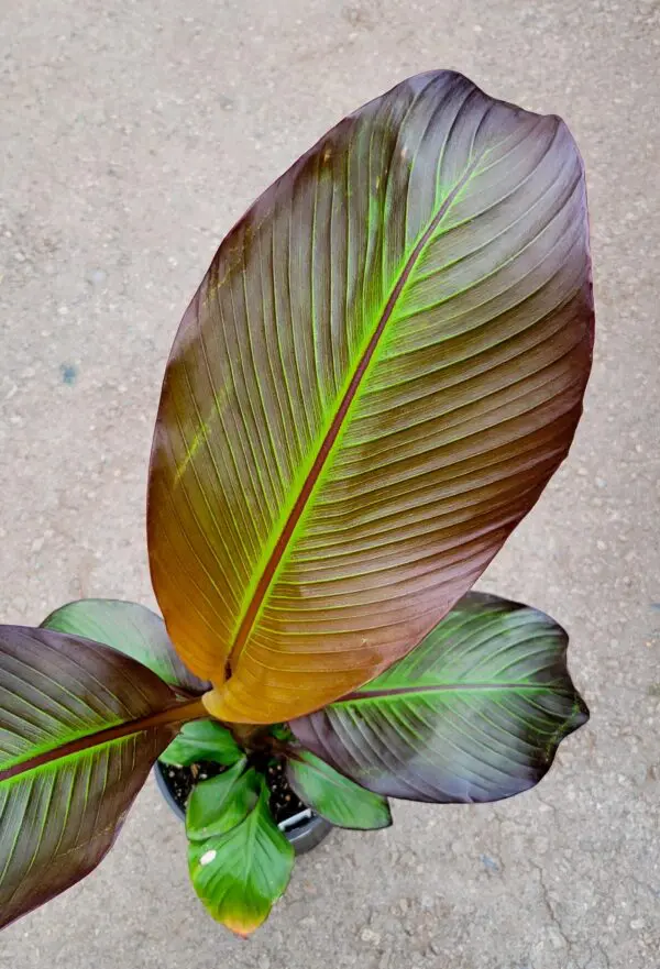 Abyssinian Banana Plant (Ensete Ventricosum) - Tropicals & Houseplants - Image 2