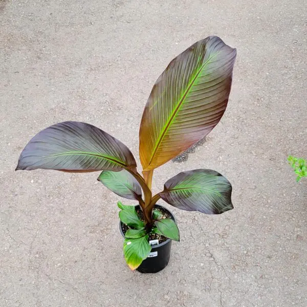 Abyssinian Banana Plant (Ensete Ventricosum) - Tropicals & Houseplants