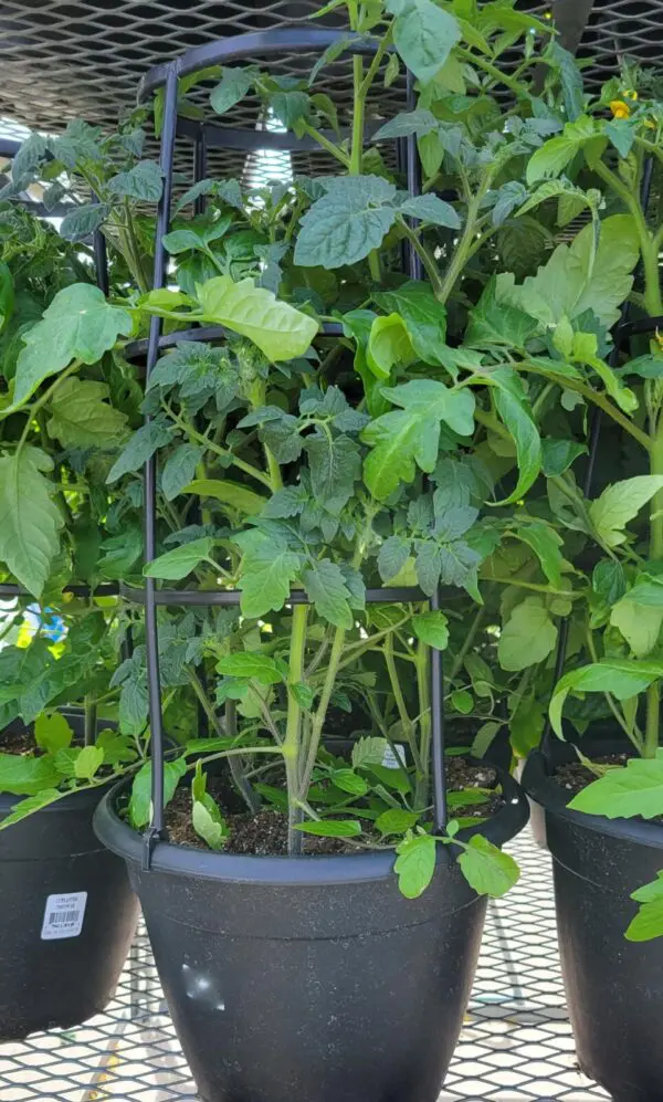 Mature Tomato Plants *with Cage* - Veggies