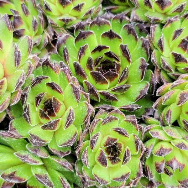 Sempervivum 'Appletini' hens and chicks
