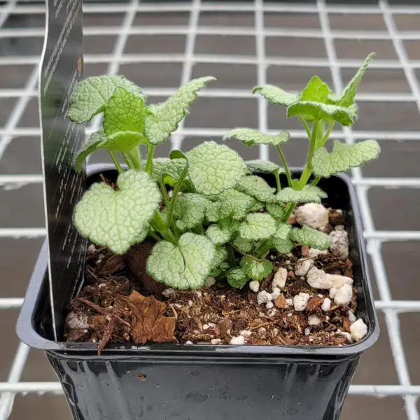 Creeping Lamium (Nettle) - Perennials (Sun or Shade) - Image 3