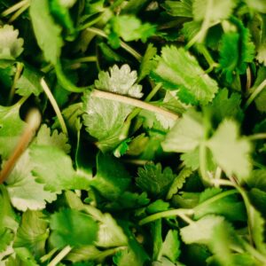 Cilantro Plants - Culinary Herbs