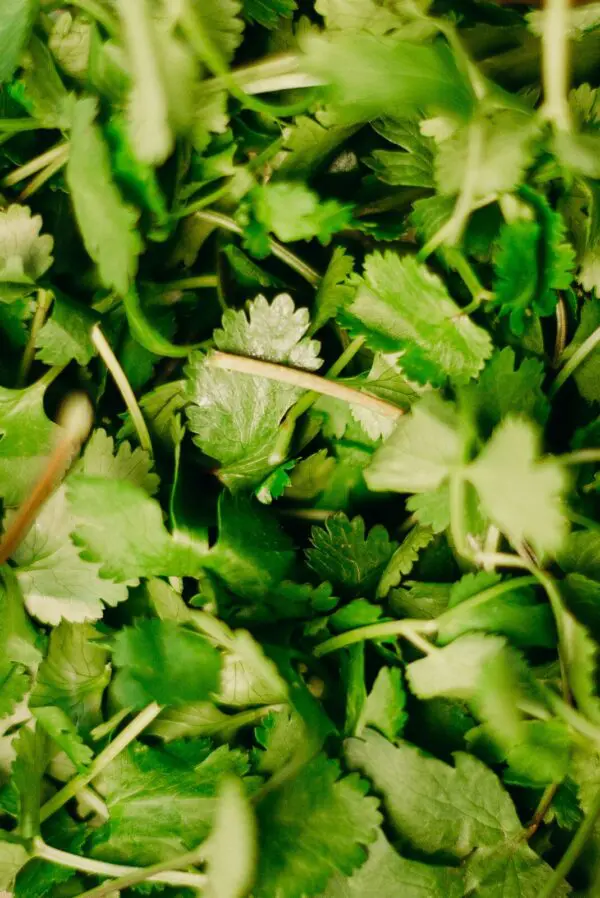 Cilantro Plants - Culinary Herbs