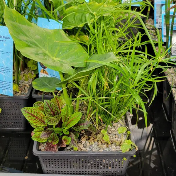 Pond arrangement - assorted aquatic plants