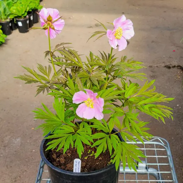 Paeonia anomala subsp. veitchii 'Veitch's Peony' - Image 2