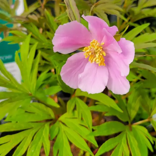 Paeonia anomala subsp. veitchii 'Veitch's Peony' - Image 3