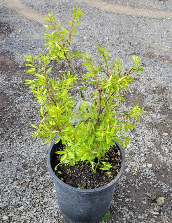 Winged Burning Bush - Trees & Shrubs - Image 2
