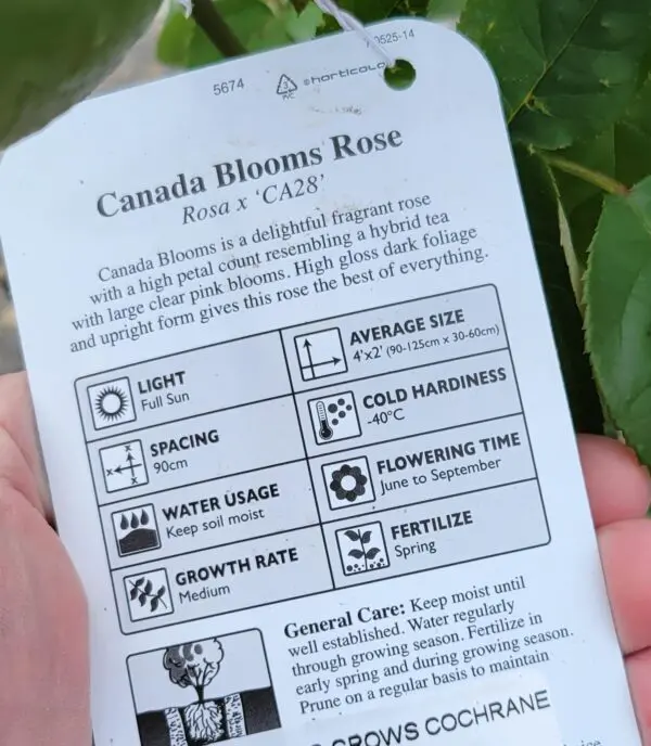 Canada Blooms Rose - Image 3