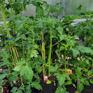 Large Tomato Plants (6 inch pots) - Veggies
