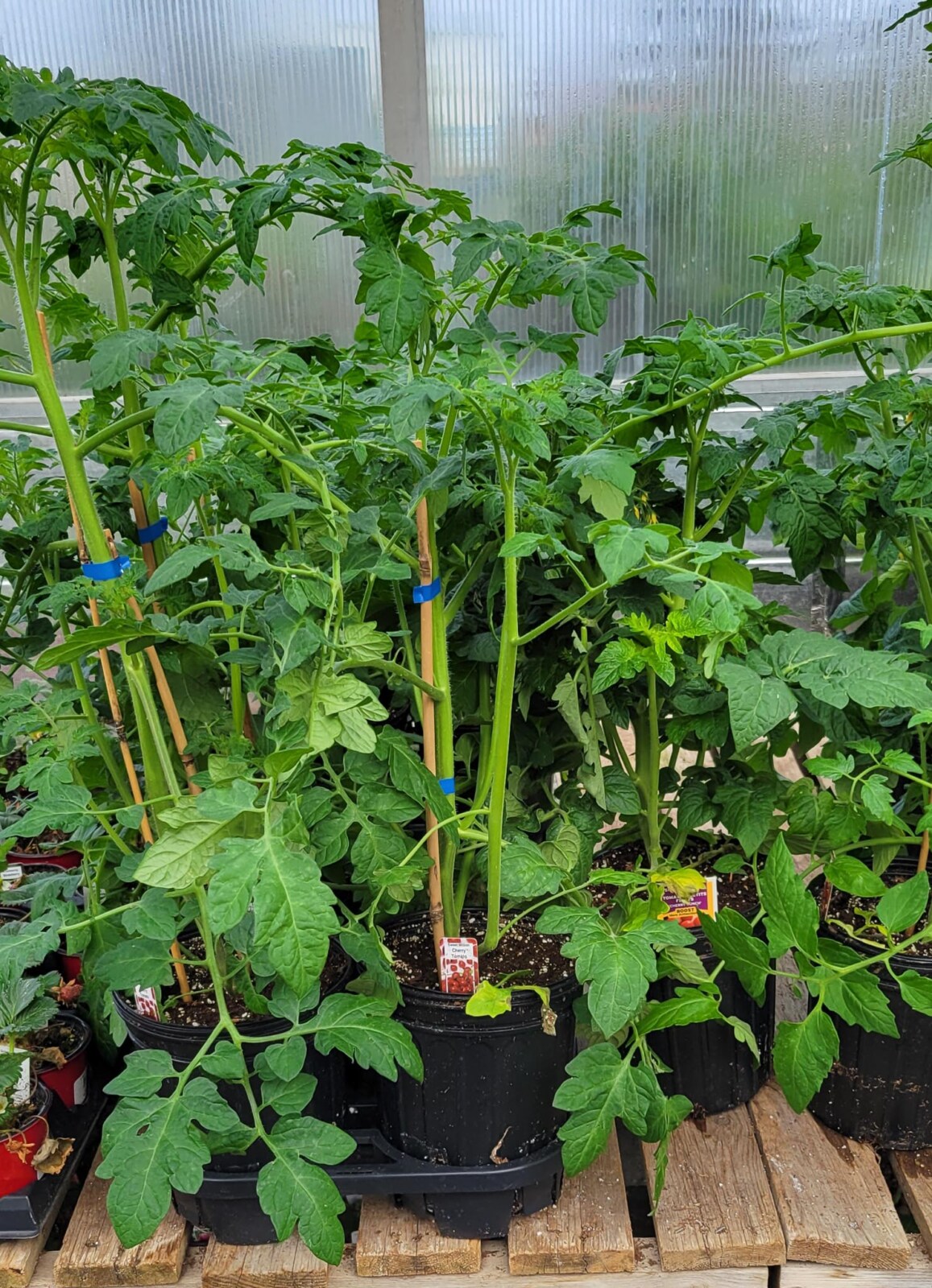 Large Tomato Plants (6 inch pots) - Veggies