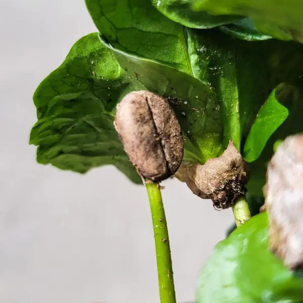 Coffee Plant - Image 2