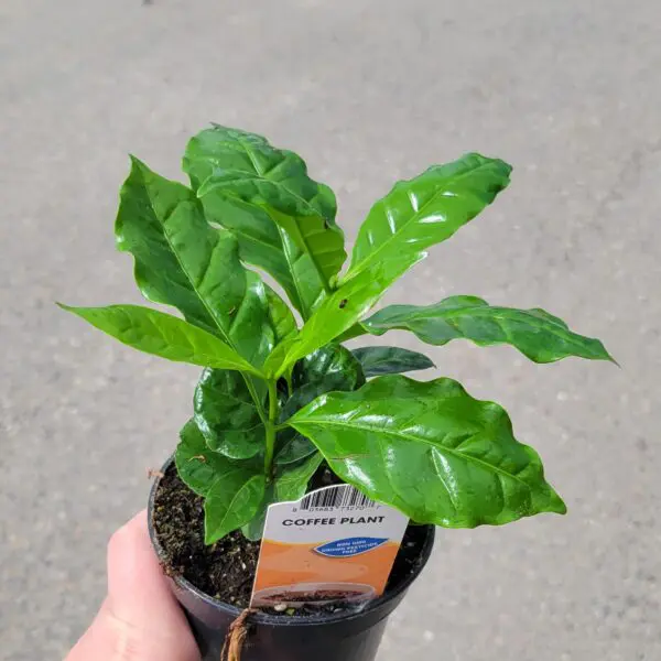 Coffee Plant