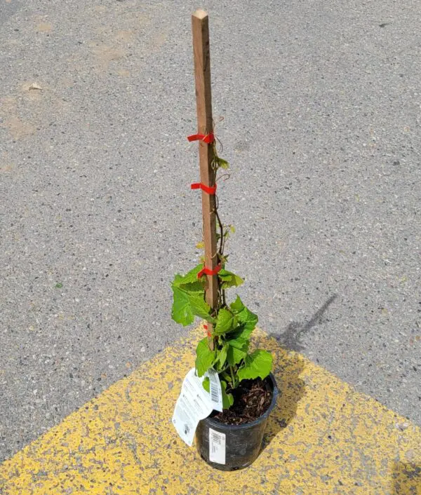 Beta Grape - Vitis riparia 'Beta' - Image 2