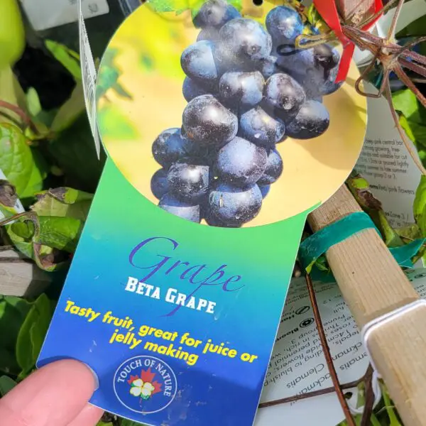 Beta Grape - Vitis riparia 'Beta'