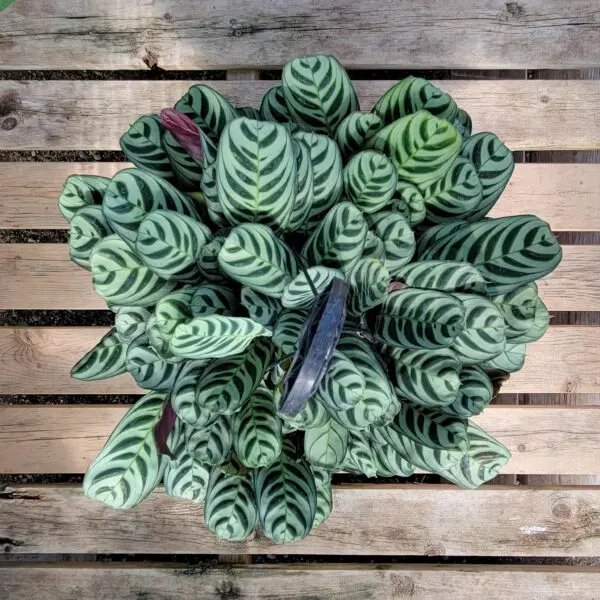Calathea / Maranta Burle Marx