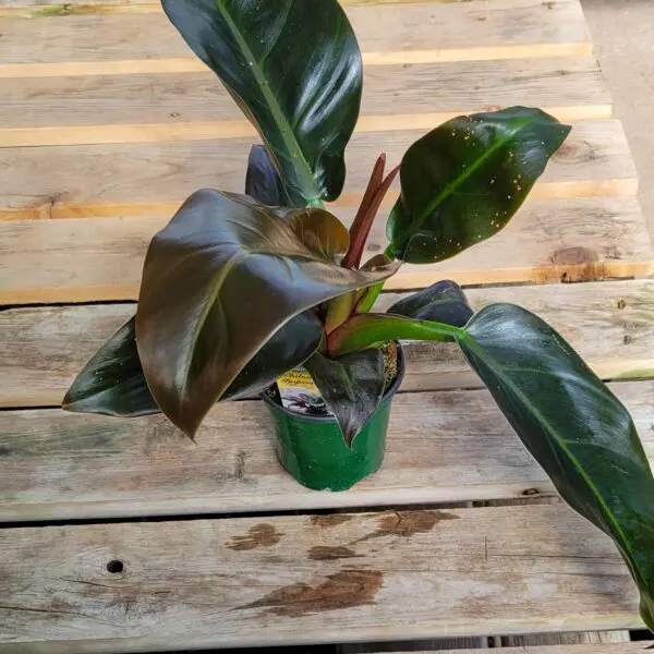 Philodendron 'Red Congo'