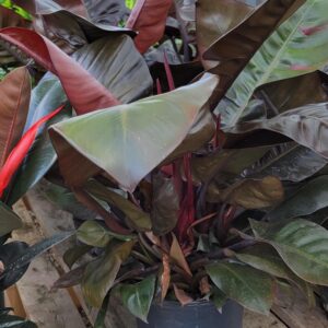 Philodendron ‘Black Cardinal’