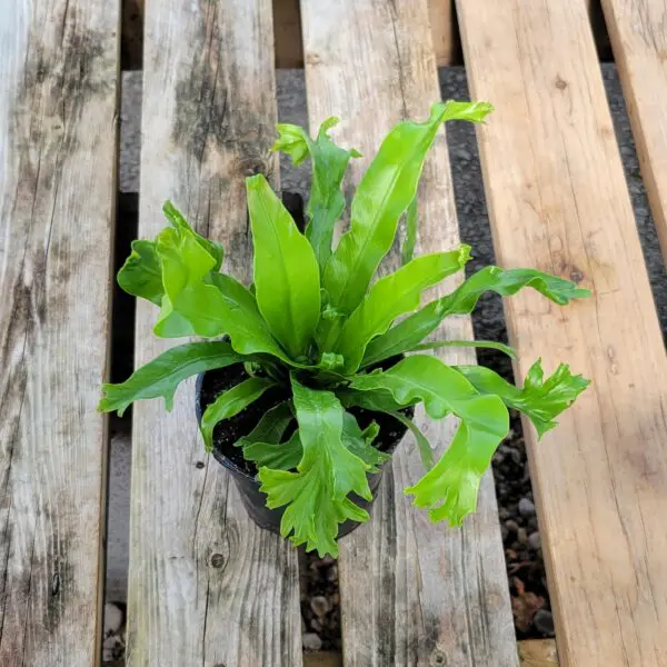 Japanese Crested Birds Nest Fern (Asplenium antiquum)