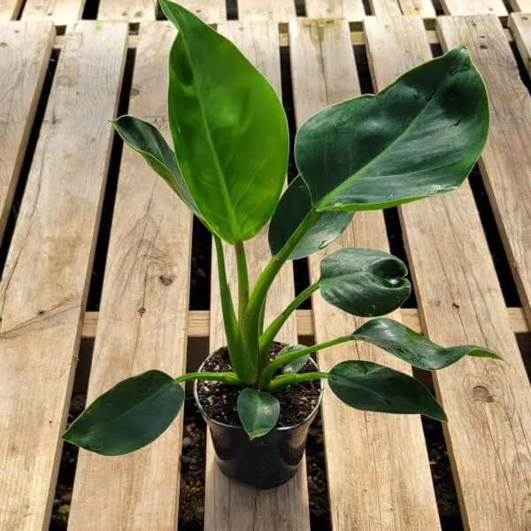 Philodendron tatei ("Green Congo")