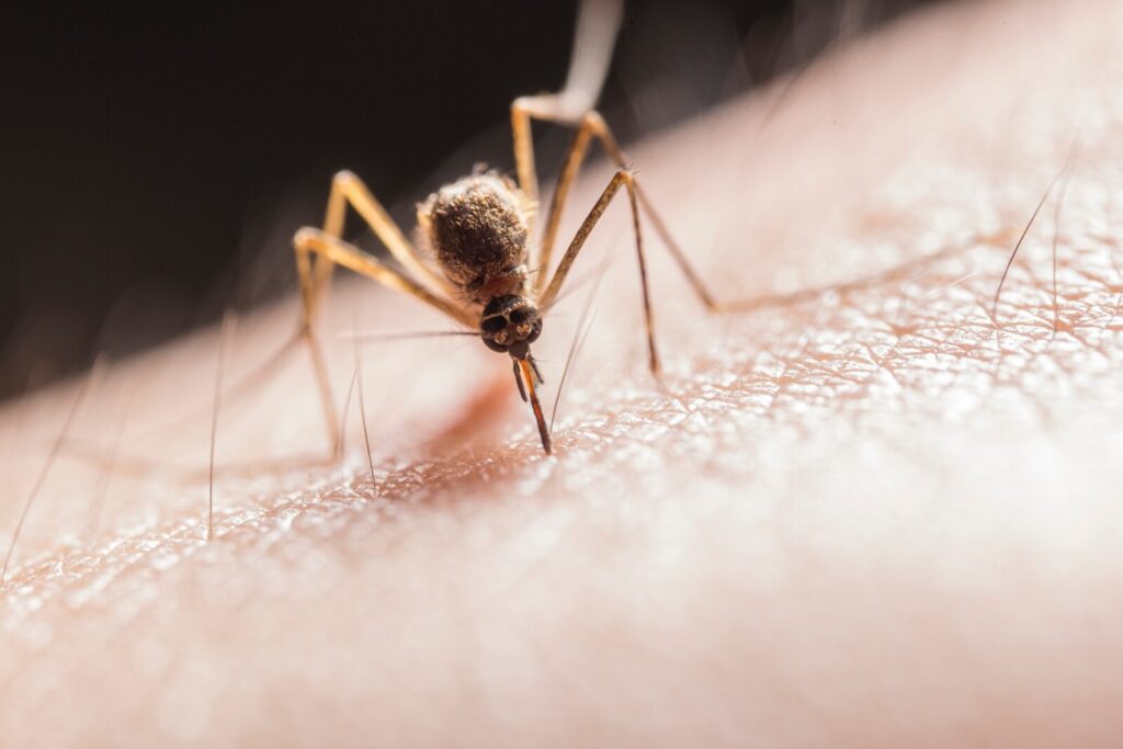 mosquito management techniques