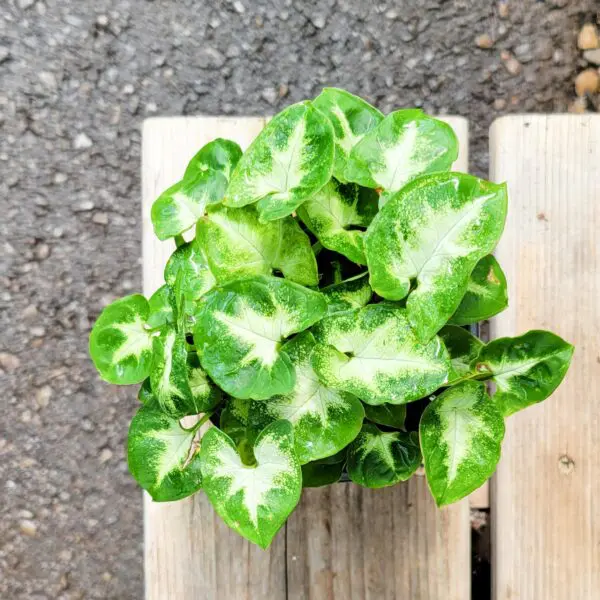 Syngonium ('Pixie')