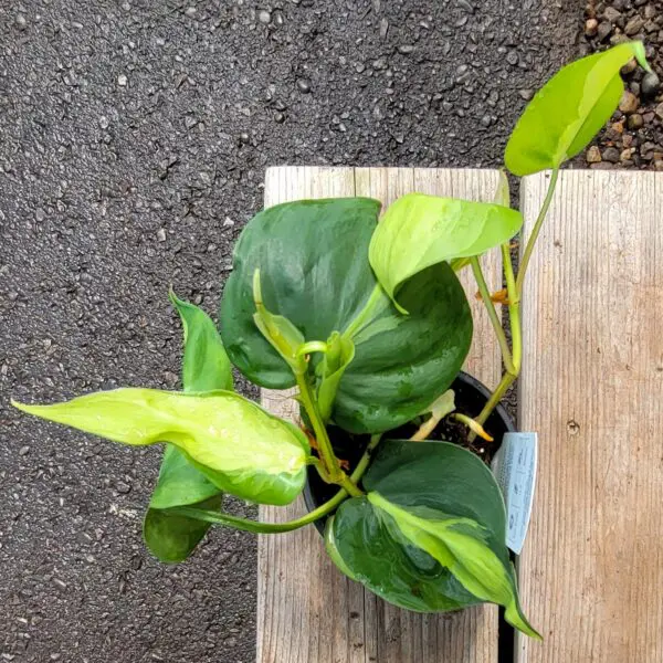 Philodendron Brasil / Brazil