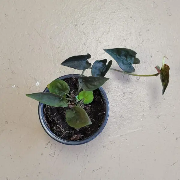 Syngonium Erythrophyllum "Red Arrow"