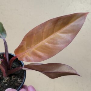 Philodendron “Katherine”
