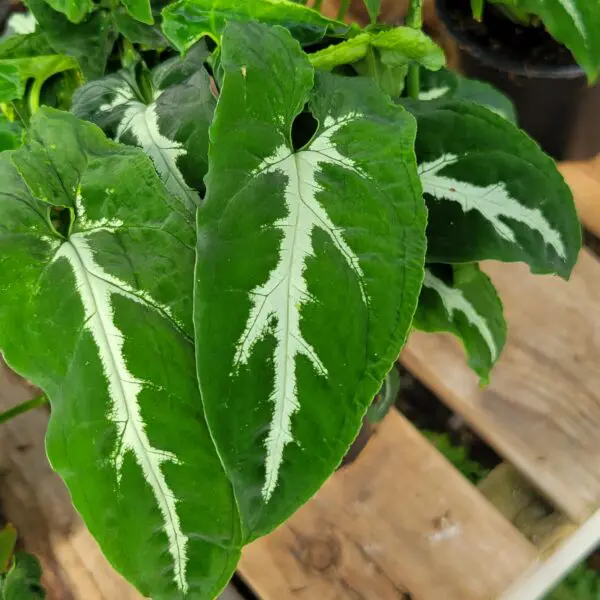 Syngonium wendlandii - Image 3