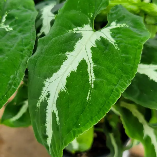Syngonium wendlandii - Image 2
