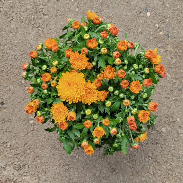 Fall mums (Chrysanthemums) various colours - Image 2