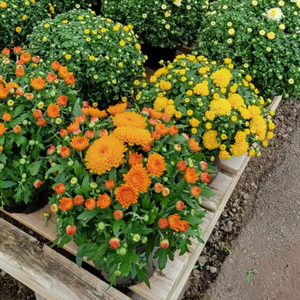 Fall mums (Chrysanthemums) various colours