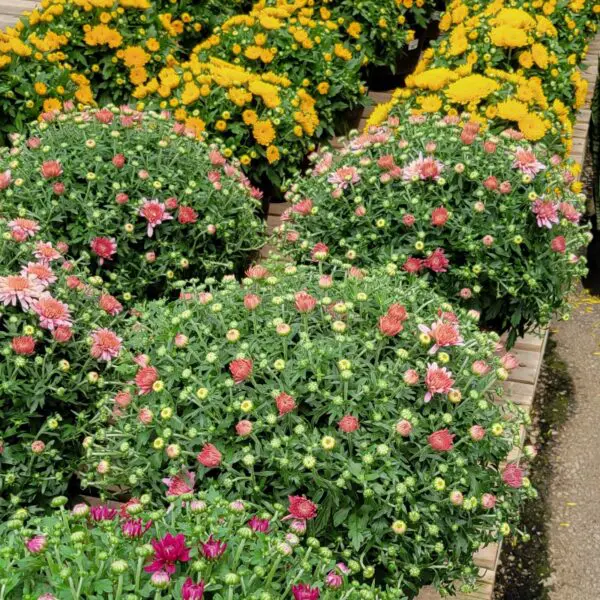 Fall Mums (Chrysanthemums) - Planters various colours