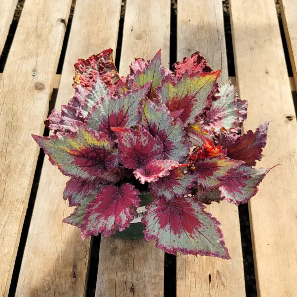 Begonia Rex 'Painted Leaf'