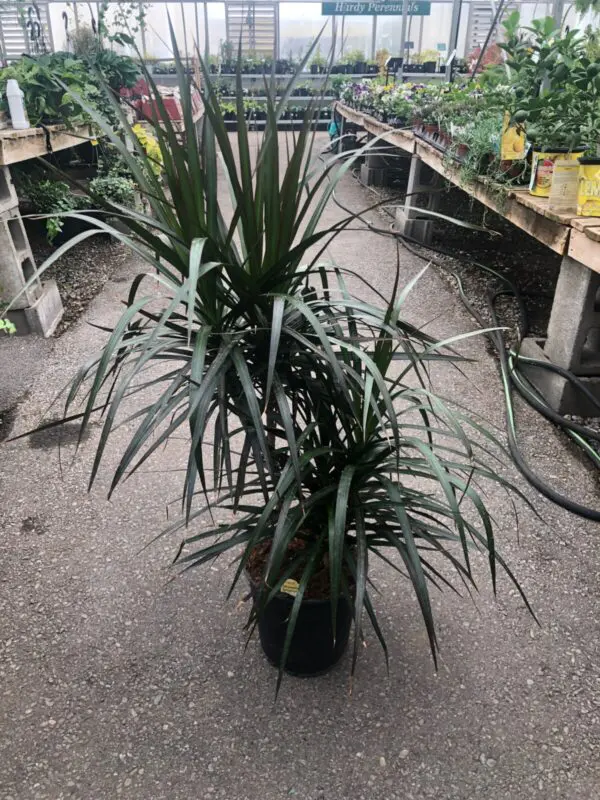 Dragon Tree 'Marginata' Magenta